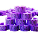 Pigeon Training Leg Bands: Colorful Plastic Bird Tags Pigeon Training Leg Bands: Colorful Plastic Bird Tags