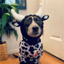 Pet Cartoon Zoo Cute Headgear Knitting Dog Cat Scarf Hat Pet Cartoon Zoo Cute Headgear Knitting Dog Cat Scarf Hat