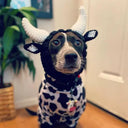 Pet Cartoon Zoo Cute Headgear Knitting Dog Cat Scarf Hat Pet Cartoon Zoo Cute Headgear Knitting Dog Cat Scarf Hat