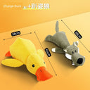 Large Dog Self-Hi Corgi Consumes Small Yellow Duck Toy Large Dog Self-Hi Corgi Consumes Small Yellow Duck Toy