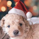 Festive Plush Santa Hat for Pets Adorable Holiday Cap