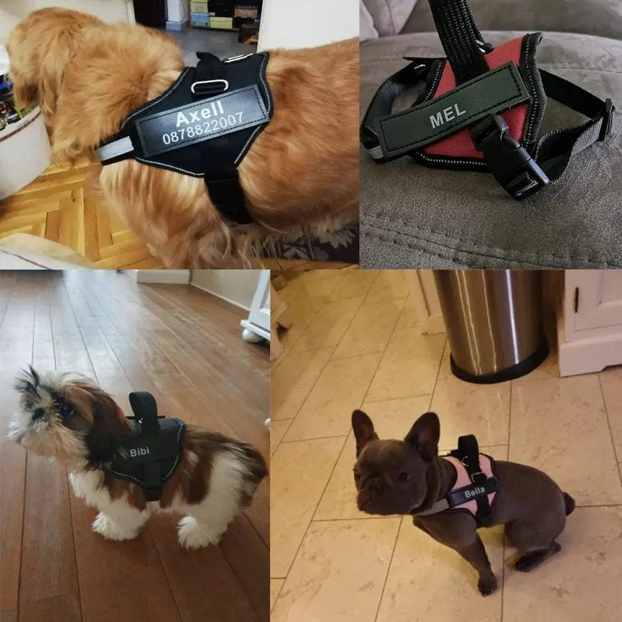 Personalized Pet Harness With Name Label For Stylish Walks