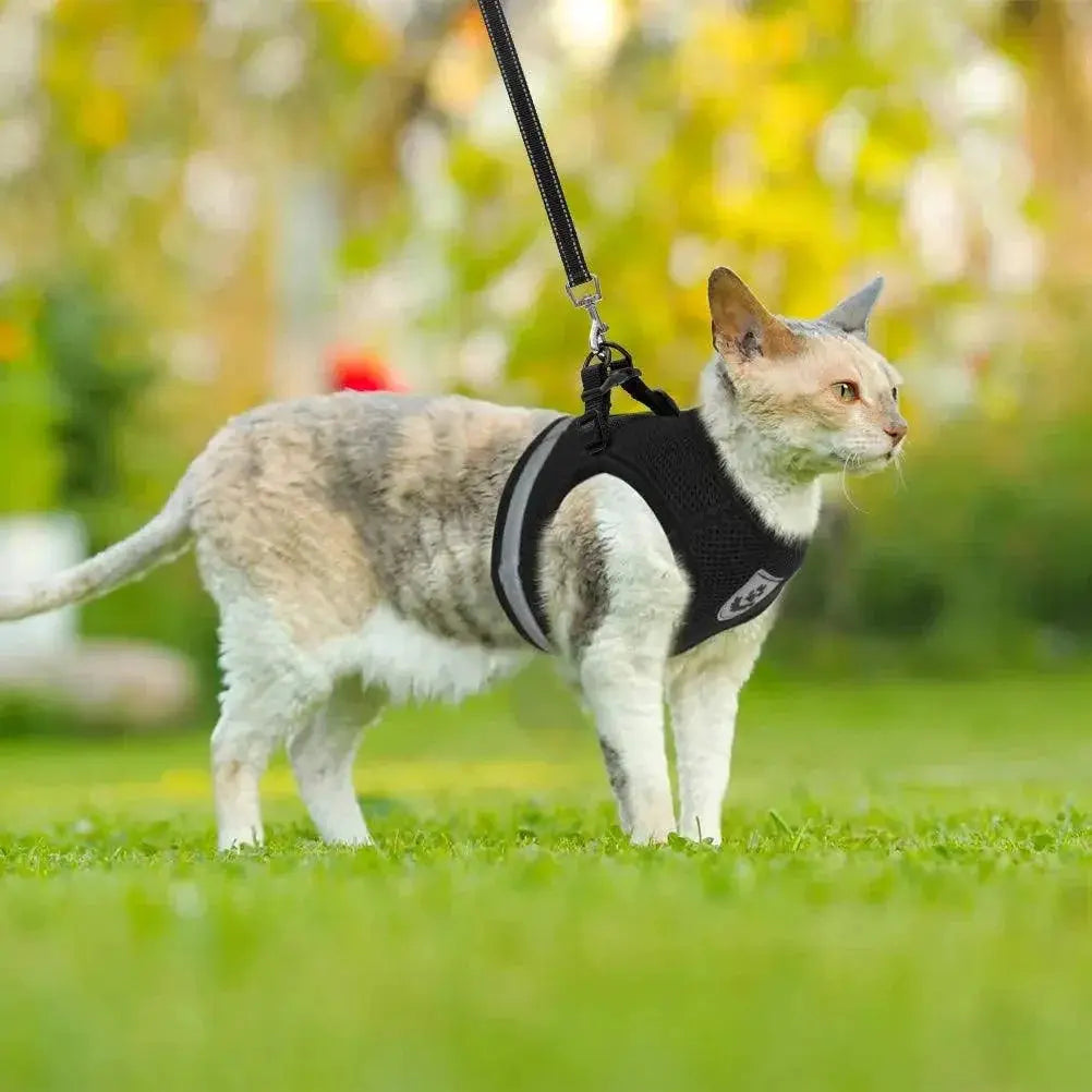 Breathable Cat Harness Leash Set for Safe Outdoor Adventures