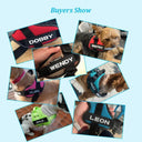 Personalized Leather Dog ID Tags: Stylish Safety Accessory