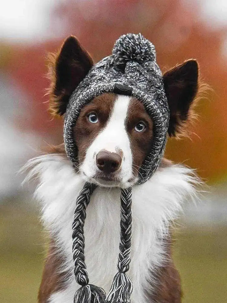Winter Dog Hats Knitting For French Bulldog And Chihuahua