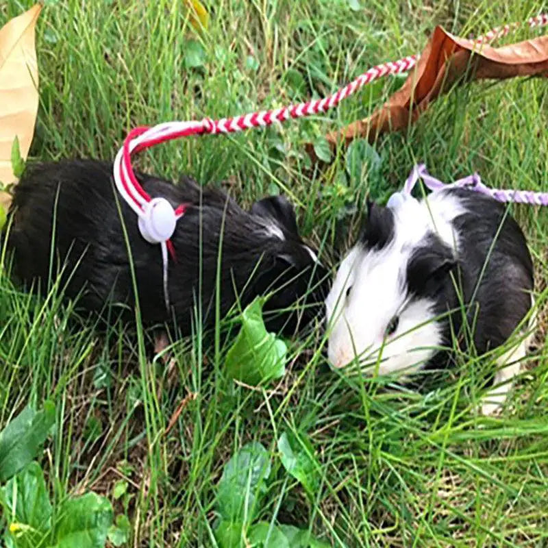 Hamster Rope Harness Outdoor Leash Stylish Pet Accessory