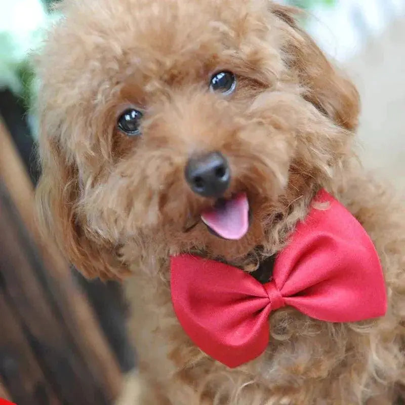 Pet Bow Tie Set Multicolor Grooming Accessories For Pets