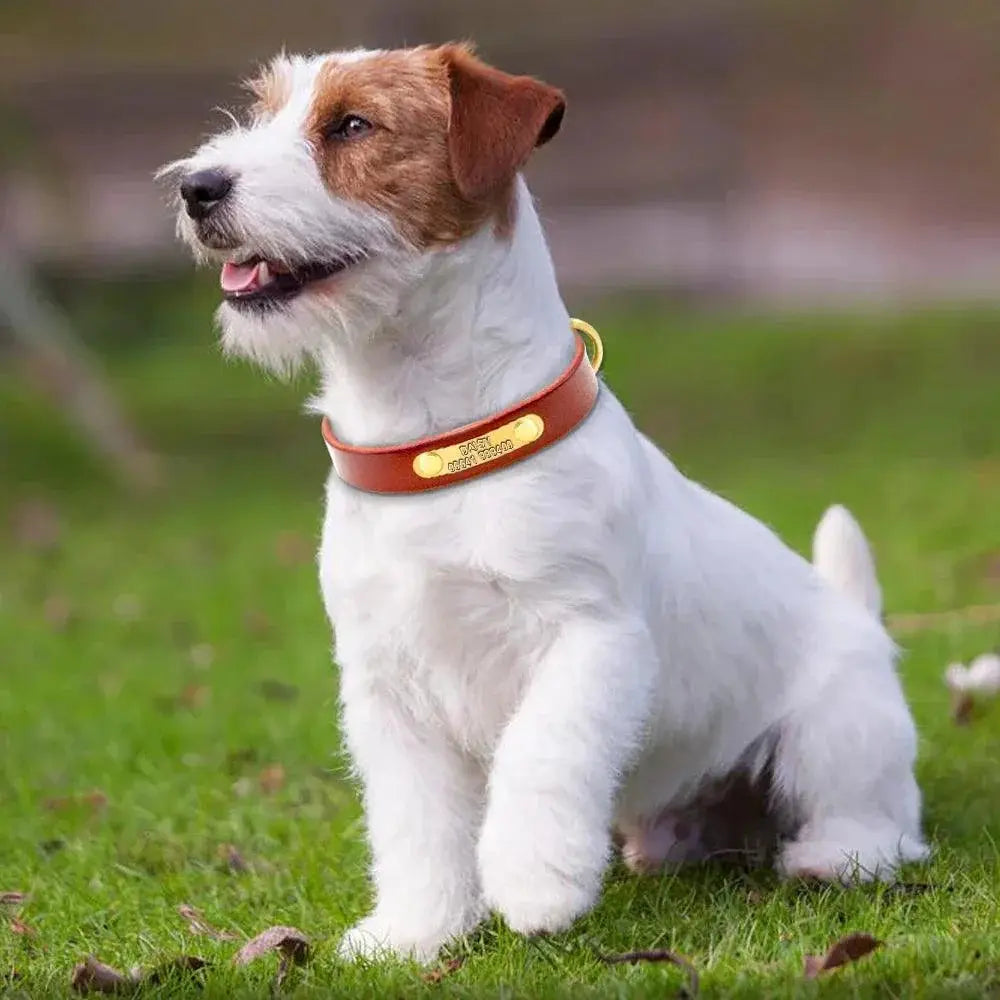 Personalized Leather Dog Collar With Free Engraving