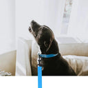 Waterproof Dog Leash For Training Tasks
