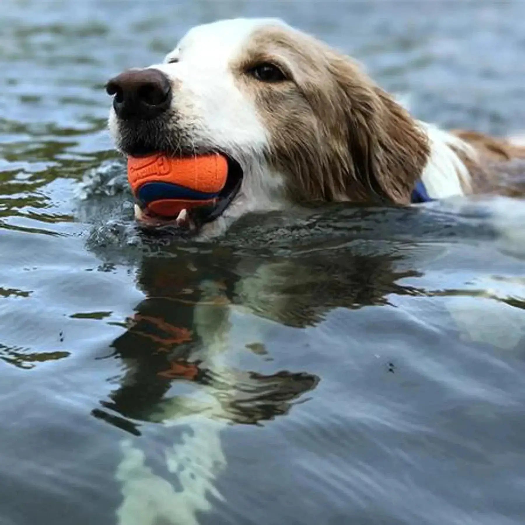 Ultra Rubber Dog Toy Ball Chew Resistant For Large Dogs