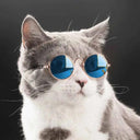 Trendy Pet Sunglasses for Cats and Small Dogs Look Stylish