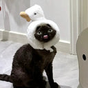 Cat Accessory Rabbit Headdress for Pics