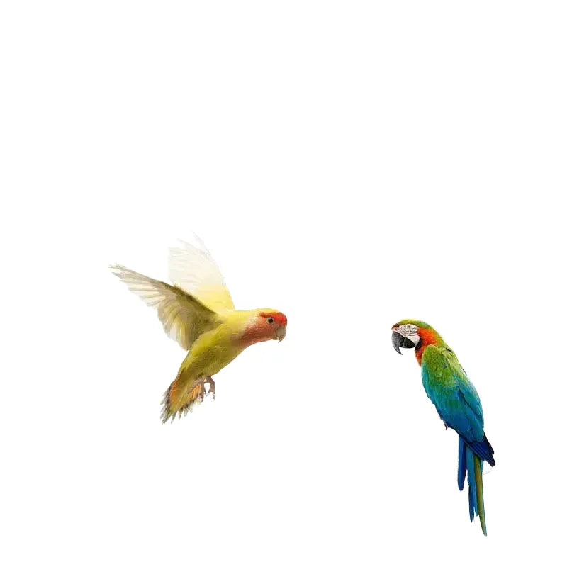 Window Bird Feeder for Indoor Viewing — Transparent