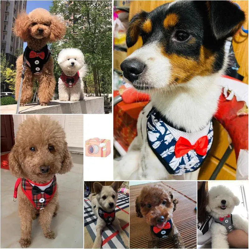 Festive Bowtie Pet Harness For Small To Medium Pets