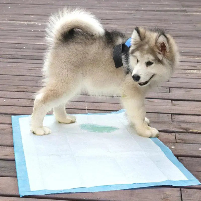 Super Absorbent Diaper Training Pee Pads for Cats and Dogs