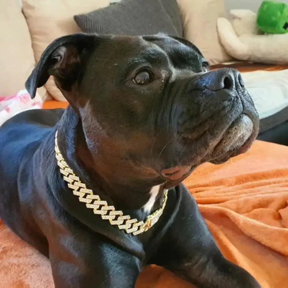 Luxury Metal Diamond Dog Collar Chain Harness 20mm Width
