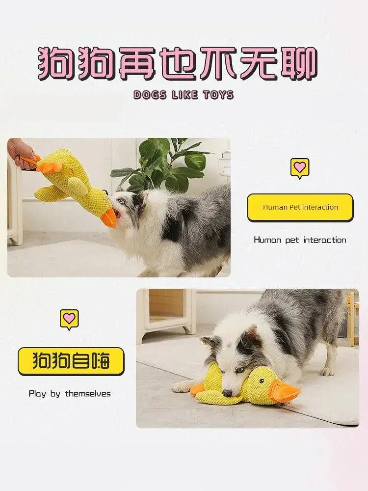 Large Dog Self Hi Corgi Consumes Small Yellow Duck Toy