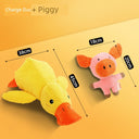 Large Dog Self-Hi Corgi Consumes Small Yellow Duck Toy