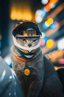 Pet Motorcycle Helmet: Stylish Safety Gear for Pets
