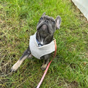 Winter Soft Fleece Dog Coat for Small Breeds Warmth