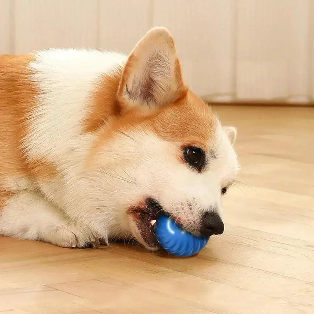 Smart LED Dog Toy Ball With Lights Stimulates Spirit