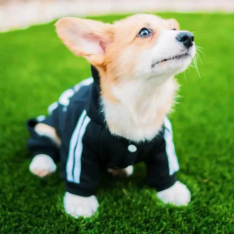 French Bulldog Pug Chihuahua Pet Jumpsuit Stylish Outfit