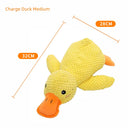 Large Dog Self-Hi Corgi Consumes Small Yellow Duck Toy