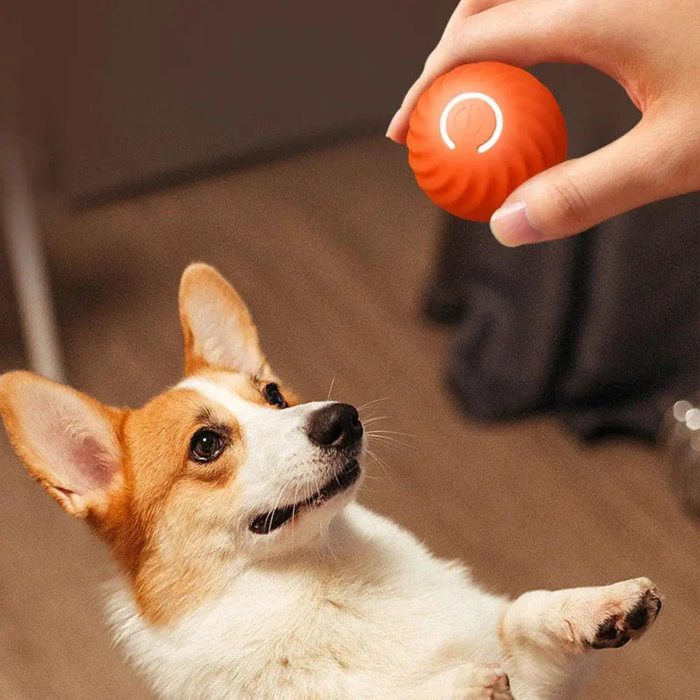 Smart LED Dog Toy Ball With Lights Stimulates Spirit