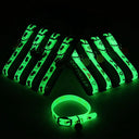 Luminous Cat Collar: Glow-in-the-Dark Safety Accessory