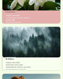 Type-C Charging Wireless Automatic Aerosol Dispenser Aromatherapy Fragrance