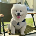 Fashion Dog Hoodie Winter Warm Cat Dog Clothes Soft Sweatshirt