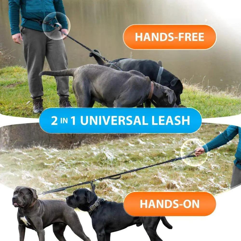 Hands Free Dog Leash With Dual Bungee For Large Dogs Outdoor