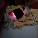 Dog Cold Laser Therapy Device Infrared Red Light for Joint and Muscle Relief