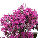 Maintenance Free Bonsai for Office Desk