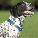 Personalized Slide-on Pet Tag Engraved Stainless Steel Tag