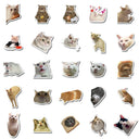 Cat MEME Funny Animals Stickers Vintage Decals for Kids