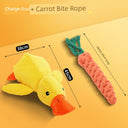 Large Dog Self-Hi Corgi Consumes Small Yellow Duck Toy