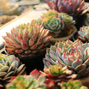 VnnZzo USB LED Grow Light Optimal Plant Growth Solution