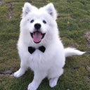 Adjustable Pet Bow Tie for Small Dogs and Cats Grooming Accessory