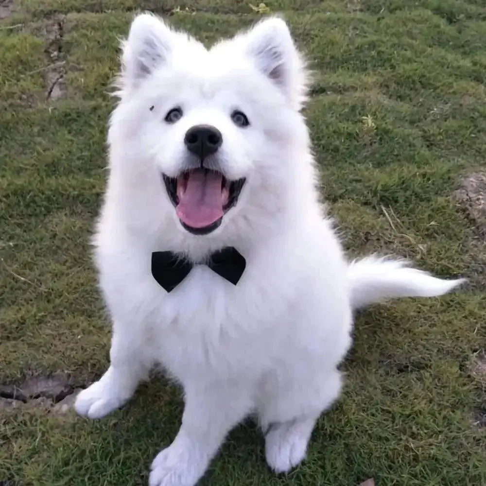 Adjustable Pet Bow Tie For Small Dogs And Cats Grooming