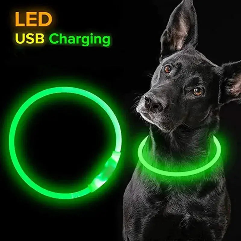 Glowing LED Dog Collar for High Visibility Night Safety