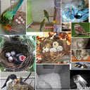 Smarter Bird Box Camera for Birdwatchers