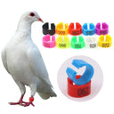 Colorful Bird Training Rings For Parrot Training Tools