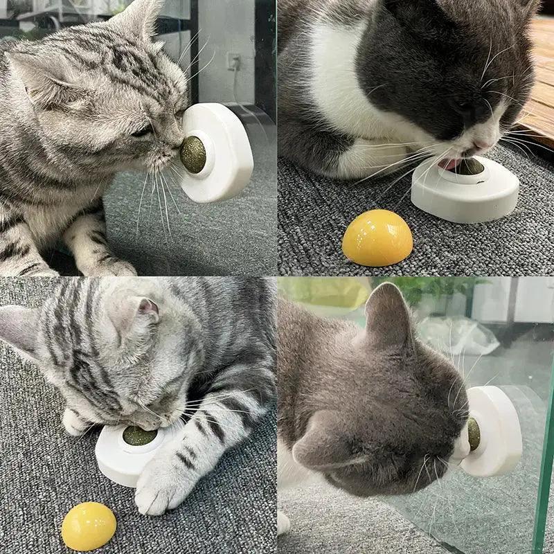 Interactive Cat Toy Ball for Dental Health and Fun Play