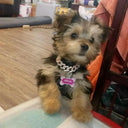 Elegant Diamond Dog Collar for Walks