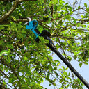 Cordless Pruning Shears for Gardeners