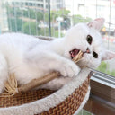 Cat Dental Rope Toy for Fresh Breath