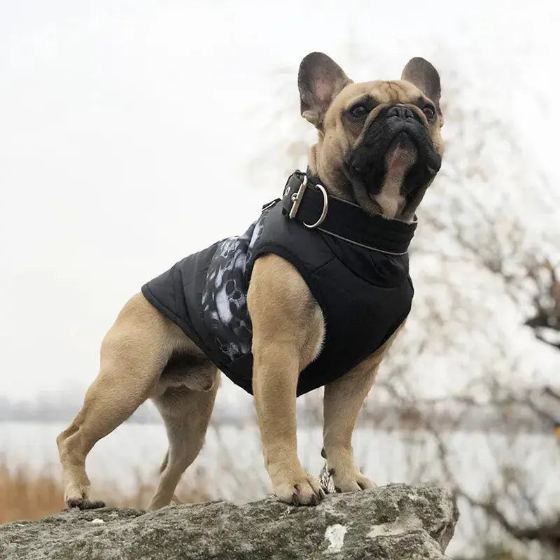 Winter Dog Jacket Waterproof Warm Outfit For Small Dogs