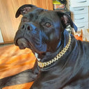 Elegant Diamond Dog Collar for Walks