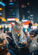 Pet Motorcycle Helmet: Stylish Safety Gear for Pets